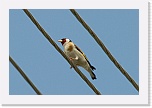 5 tikli Carduelis carduelis_1517 * 900 x 600 * (256KB)